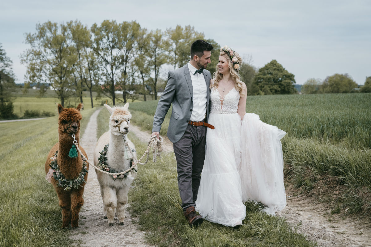 Heiraten mit Alpakas 15