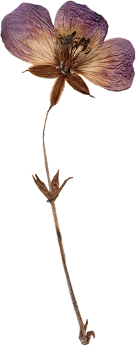 flower_isarweiss flower isarweiss