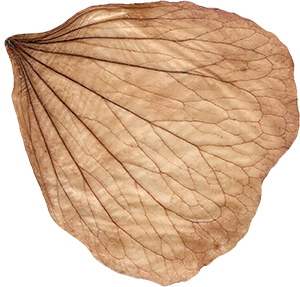 rosenblatt-2 rosenblatt