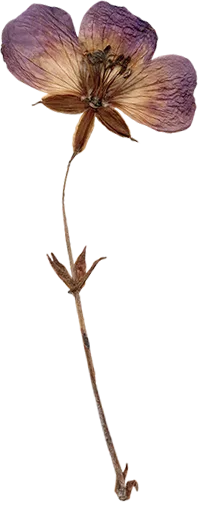 flower isarweiss